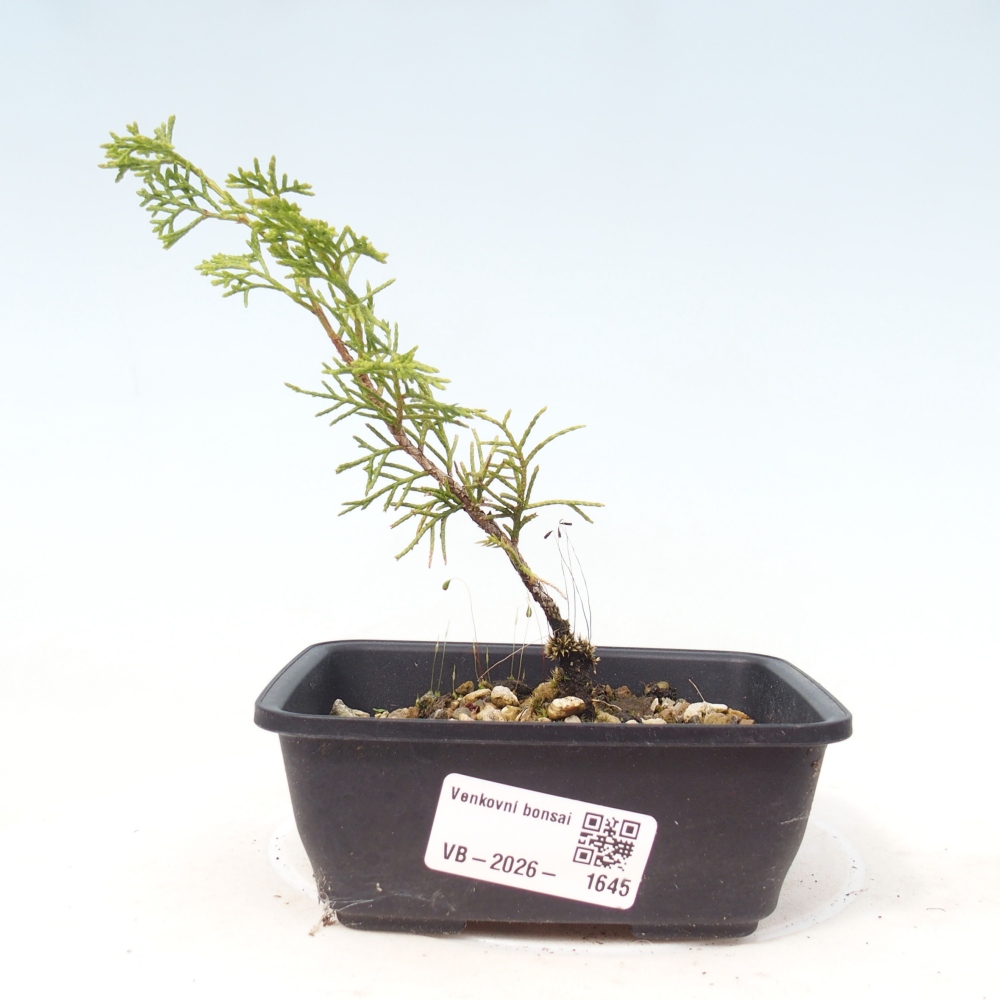 Bonsai da esterno - Juniperus chinensis Itoigawa