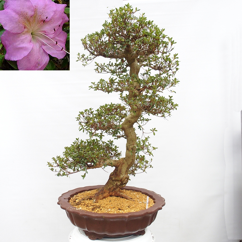 Bonsai da esterno - Azalea giapponese - Azalea Shikou