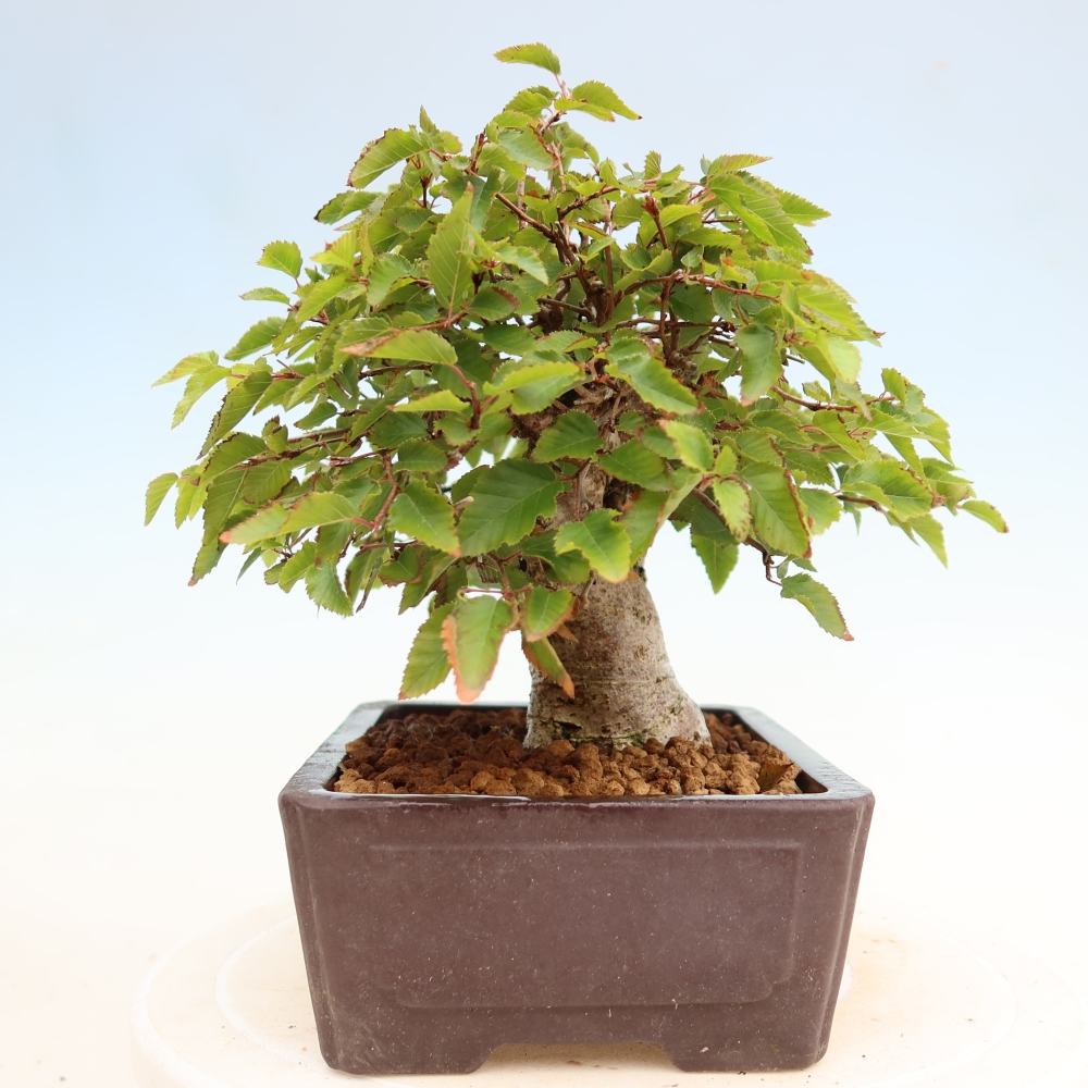 Bonsai da esterno -Carpinus Coreana - Carpino coreano