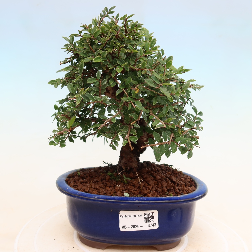Bonsai da esterno - Zelkova - Zelkova NIRE