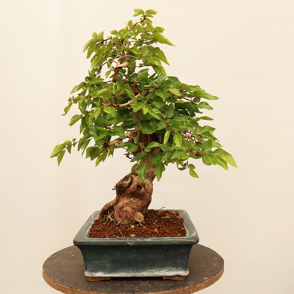 Bonsai da esterno -Carpinus Coreana - Carpino coreano