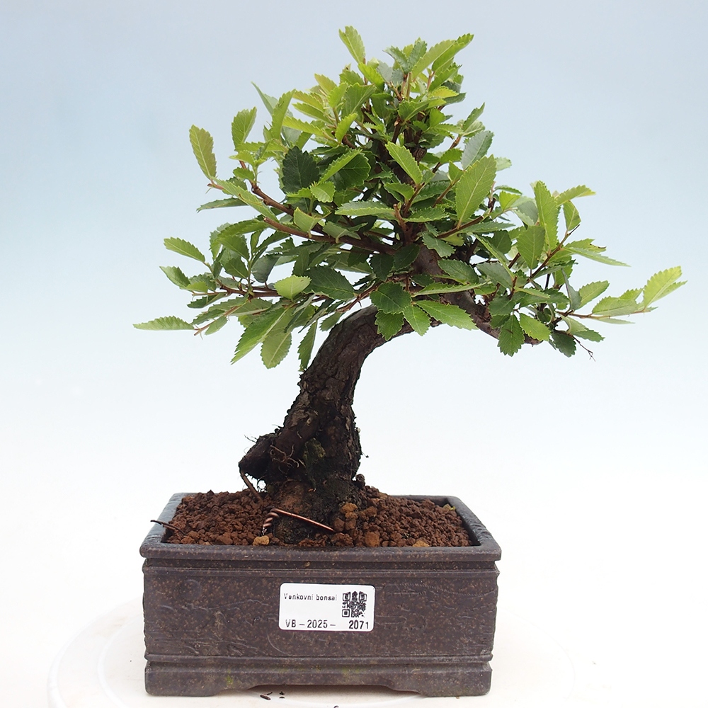 Bonsai da esterno - Zelkova - Zelkova NIRE