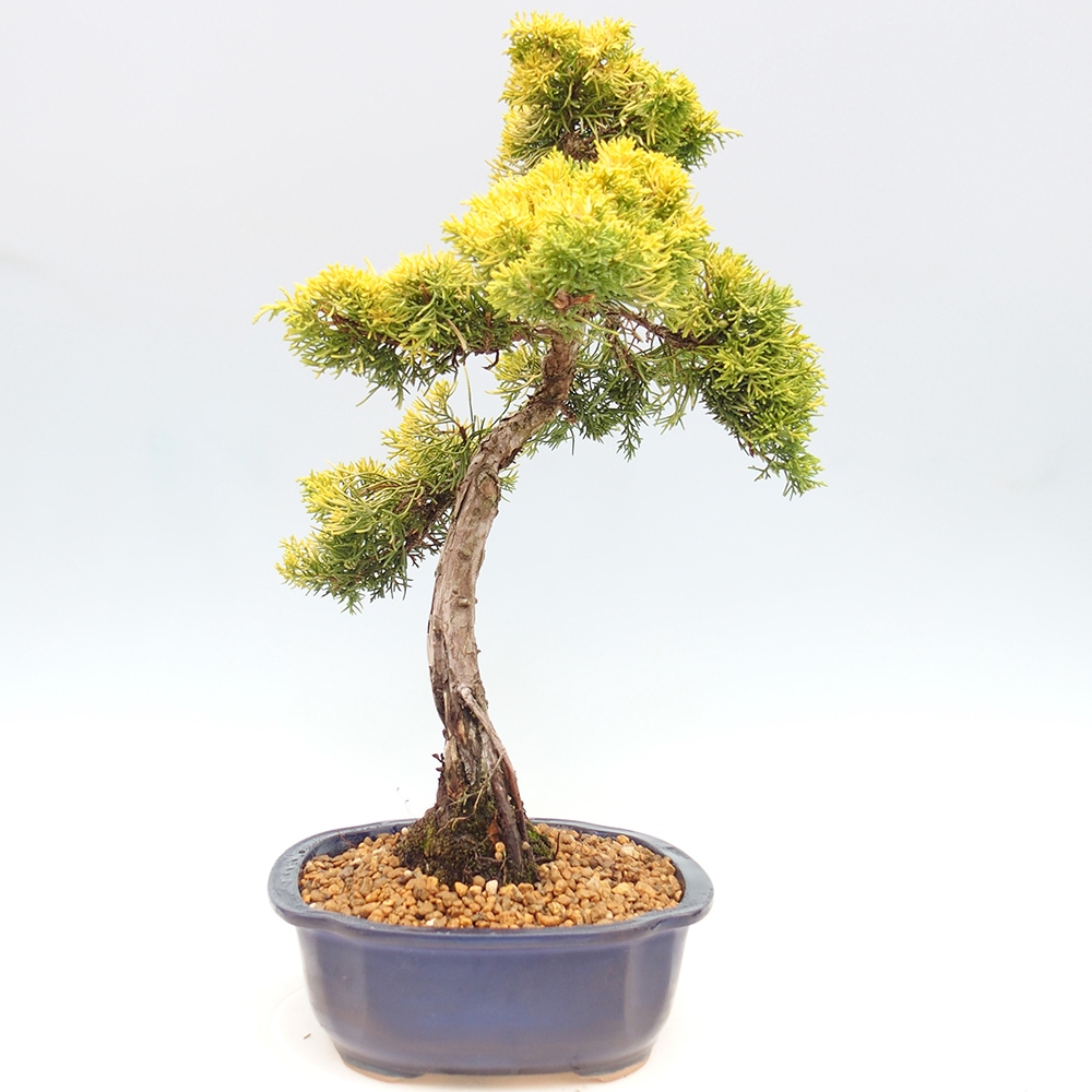 Bonsai da esterno - Juniperus chinensis plumosa aurea