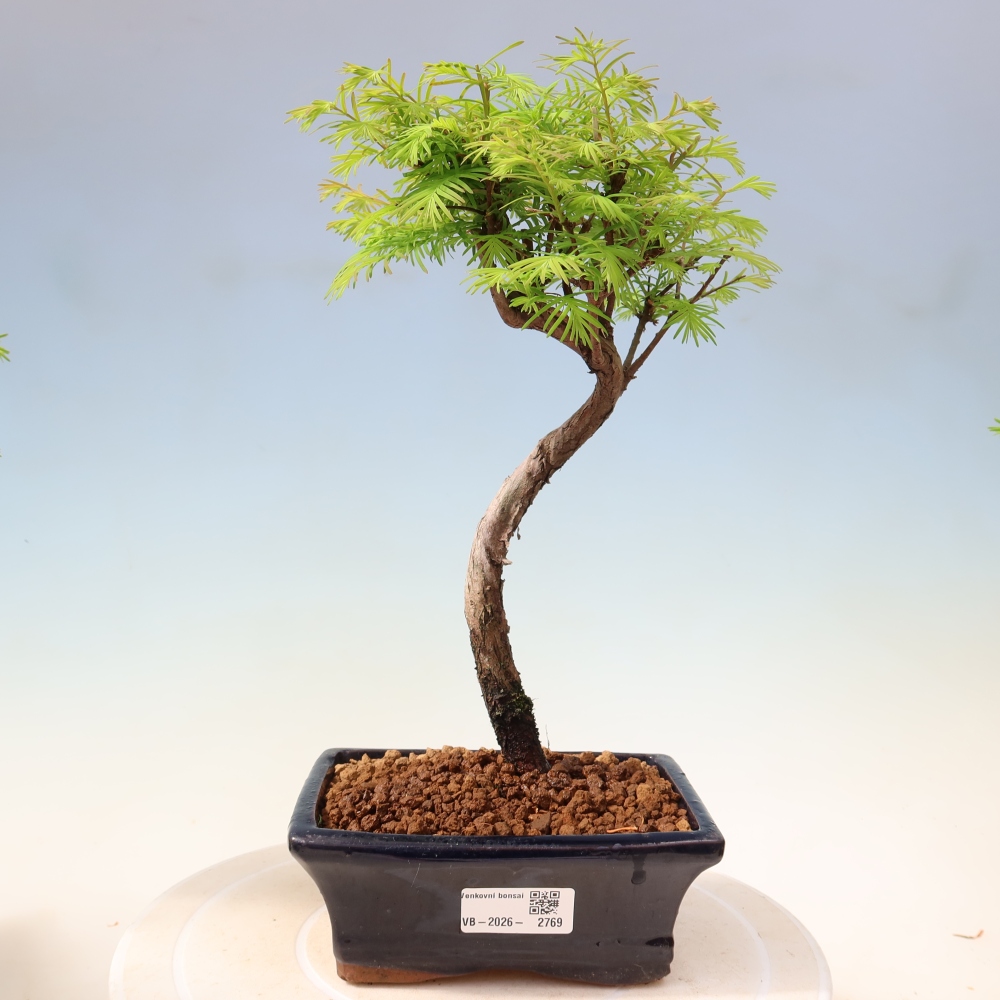 Bonsai da esterno - Metasequoia glyptostroboides - Metasequoia cinese