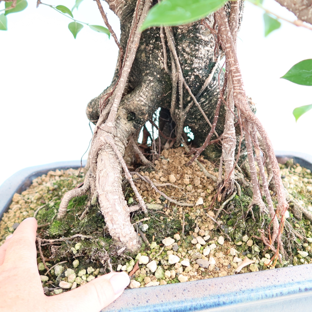 Camera bonsai - Ficus kimmen - ficus a foglie piccole