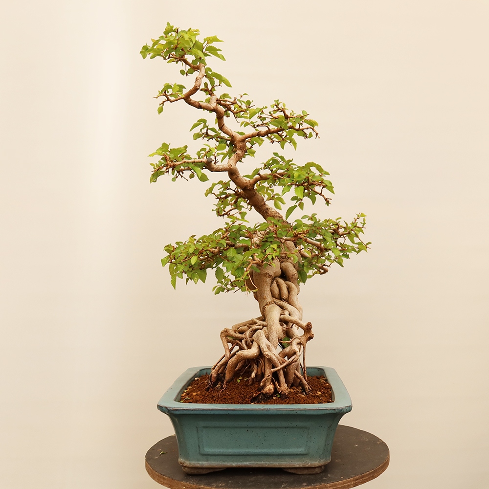 Bonsai da esterno -Carpinus Coreana - Carpino coreano