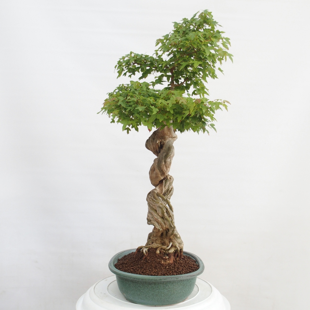 Bonsai da esterno - Acer Buergerianum - Acero burger