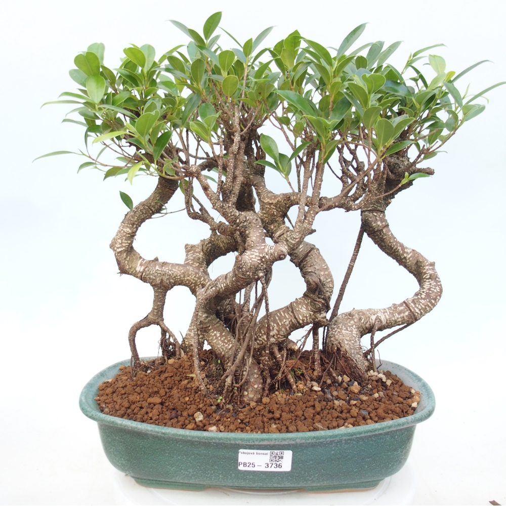 Camera bonsai - Ficus kimmen - ficus a foglie piccole