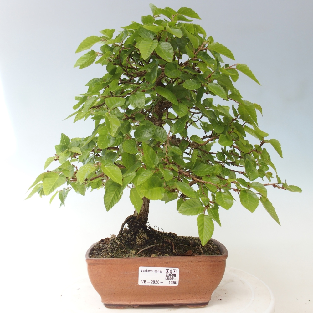 Bonsai da esterno -Carpinus CARPINOIDES - Carpino coreano