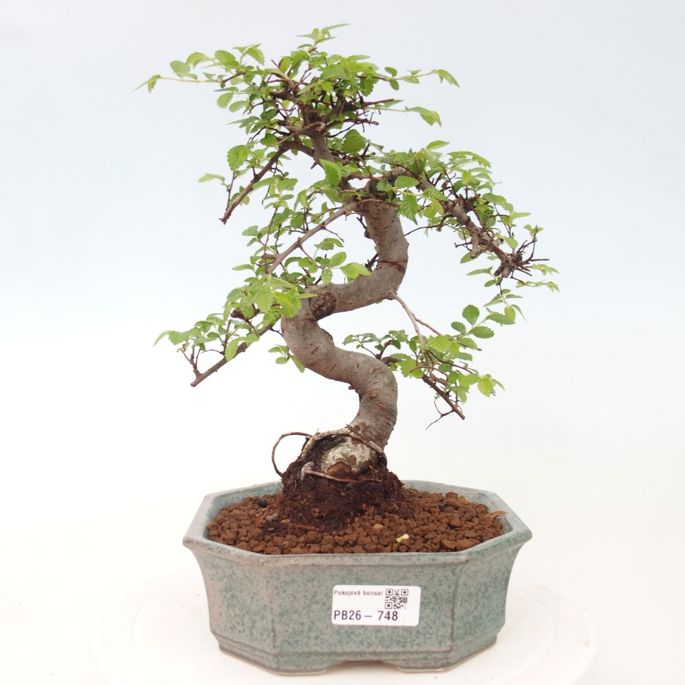 Camera bonsai - Ulmus parvifolia - Olmo a foglie piccole