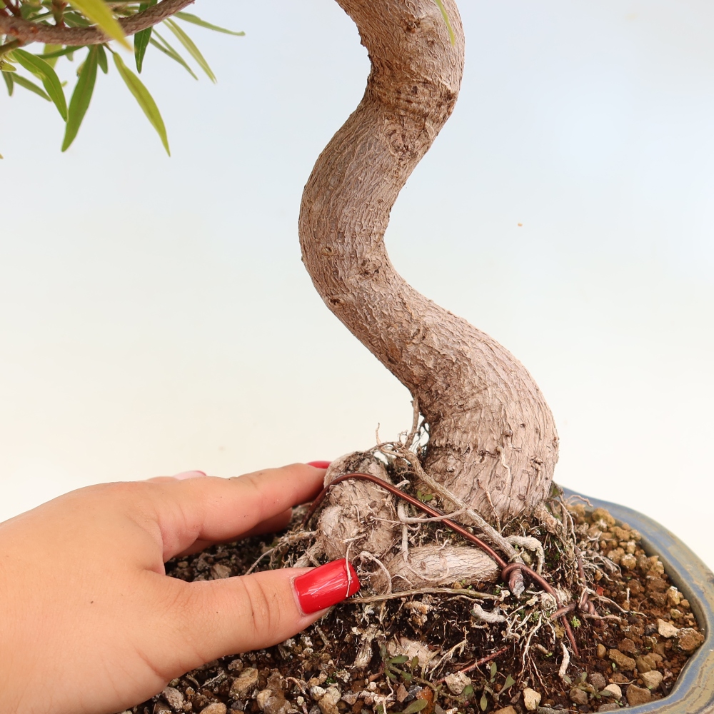 Camera bonsai - Ficus nerifolia - ficus a foglie piccole