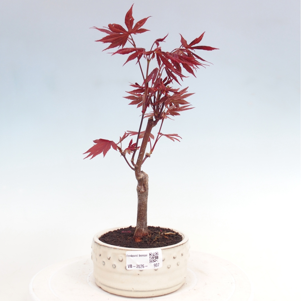 Bonsai da esterno - Palma Acer. Atropurpureum-Javor palmate