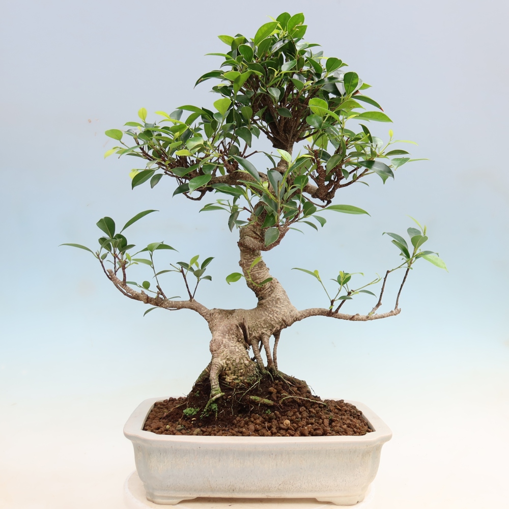 Camera bonsai - Ficus kimmen - ficus a foglie piccole