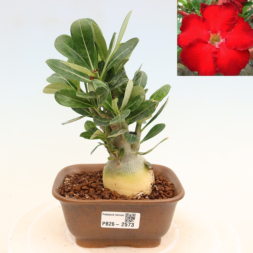 Bonsai da interno - Adenium obesum Red Star - Rosa del deserto