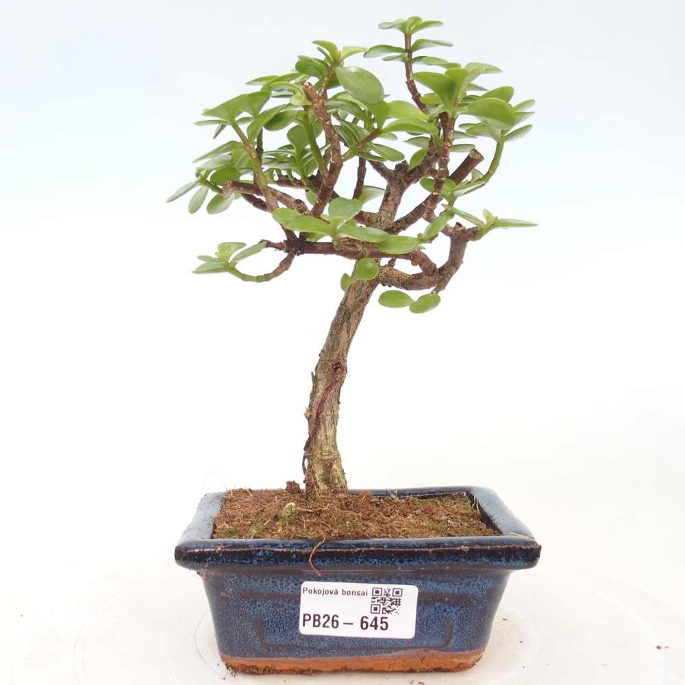 Camera bonsai - Portulakaria Afra - Tlustice