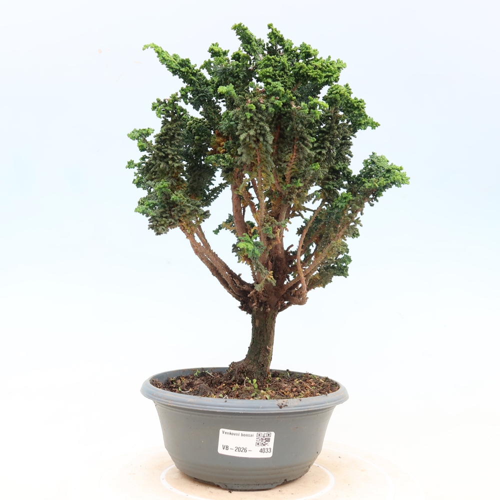 Bonsai da esterno - Cham. obtusa SEKKA HINOKI - Cipresso