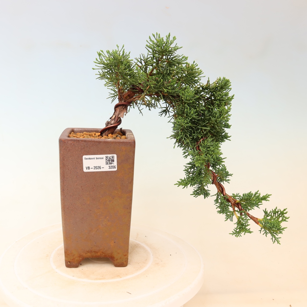 Bonsai da esterno - Juniperus chinensis Kishu