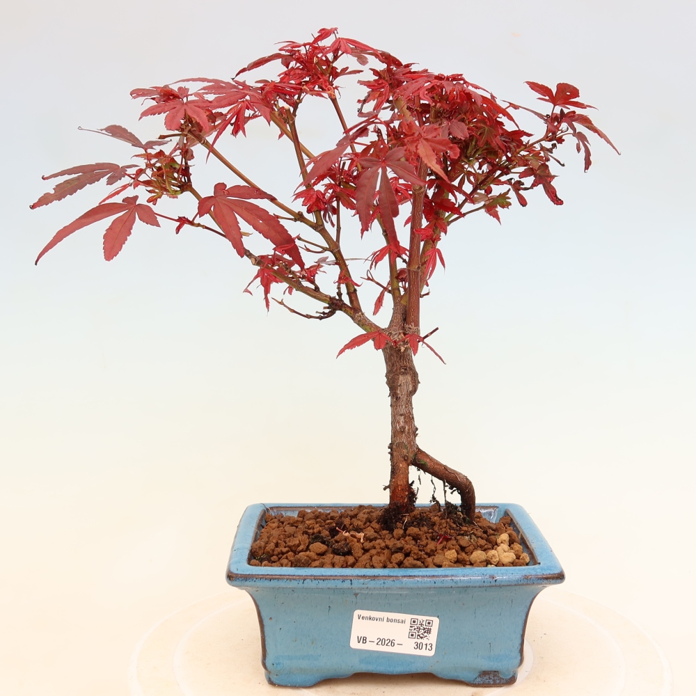 Bonsai da esterno - Acero palmatum - Acer palmatum Berry Broom 
