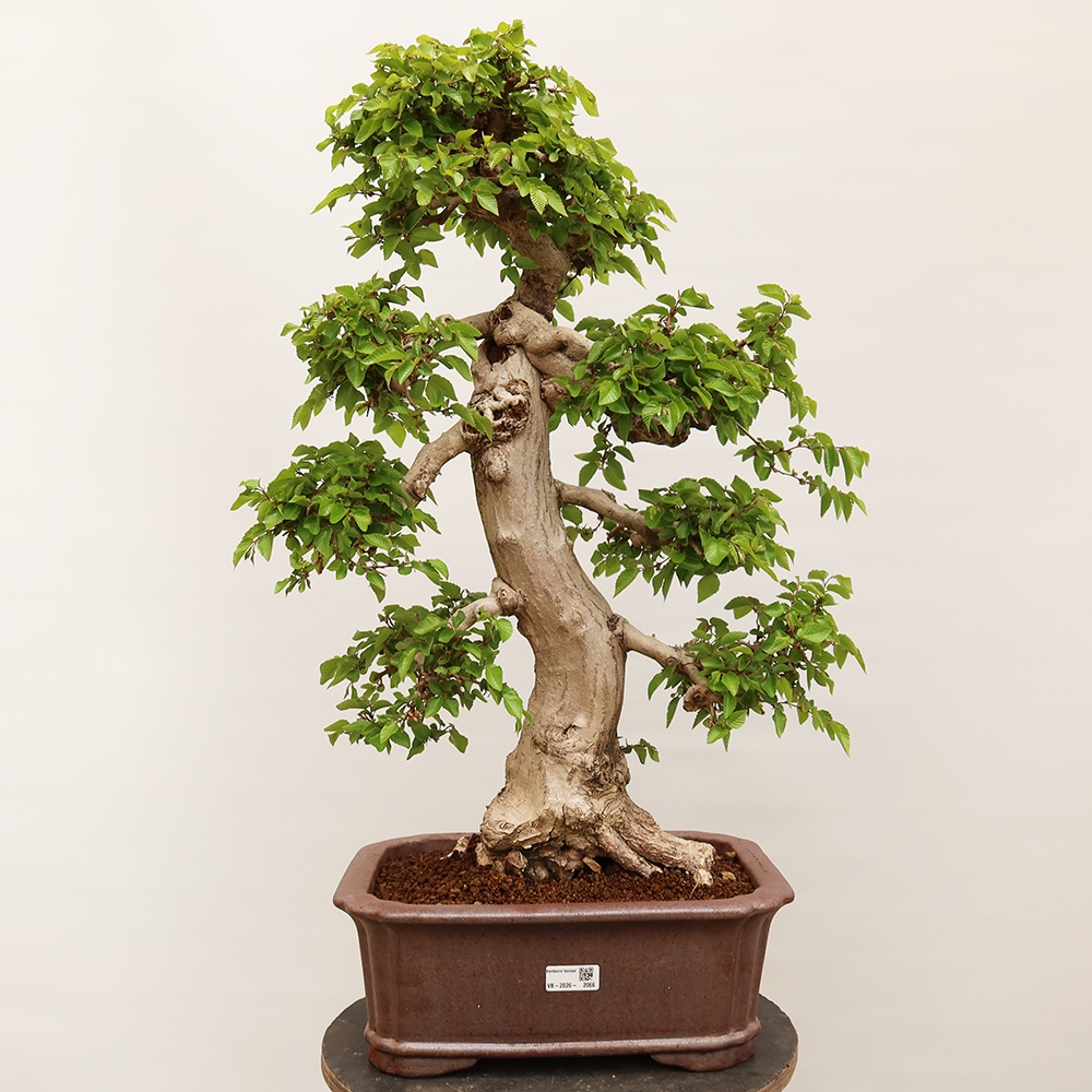 Bonsai da esterno -Carpinus Coreana - Carpino coreano