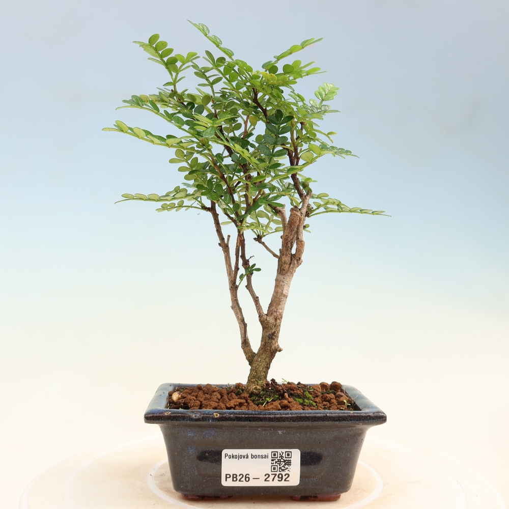 Camera bonsai - Zantoxylum piperitum - albero del pepe