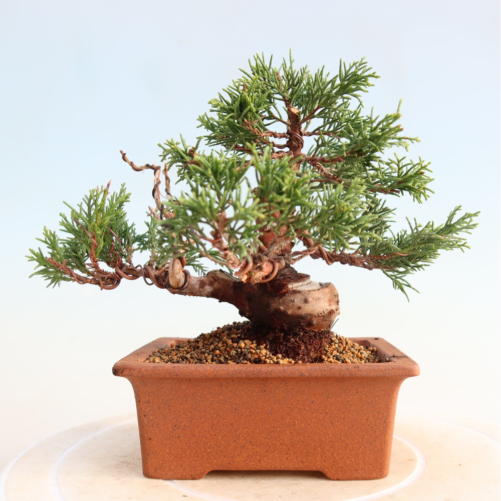 Bonsai da esterno - Juniperus chinensis Itoigawa