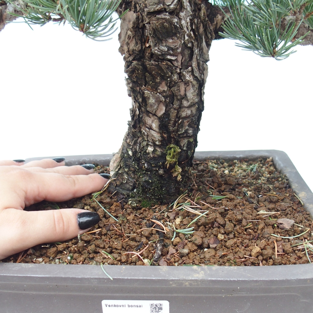 Bonsai da esterno - Pinus parviflora - Pinus parviflora