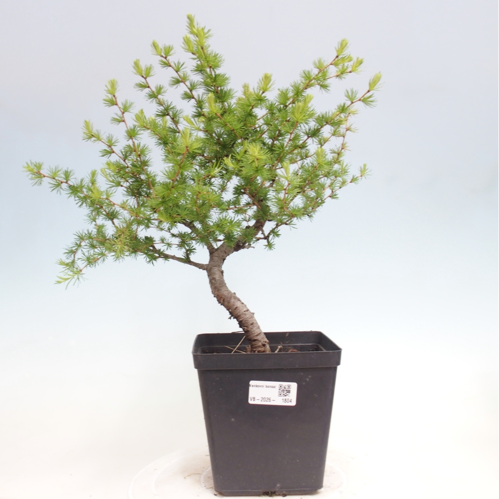 Bonsai da esterno -Larix decidua - Larice