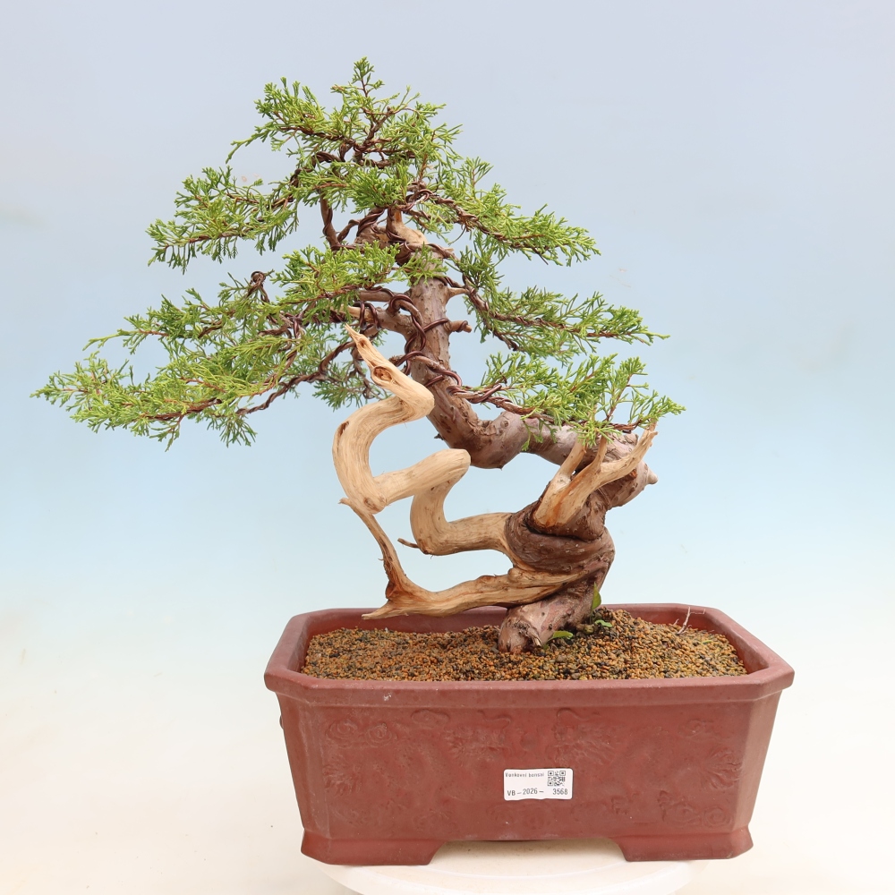 Bonsai da esterno - Juniperus chinensis Itoigawa-Juniperus chinensis