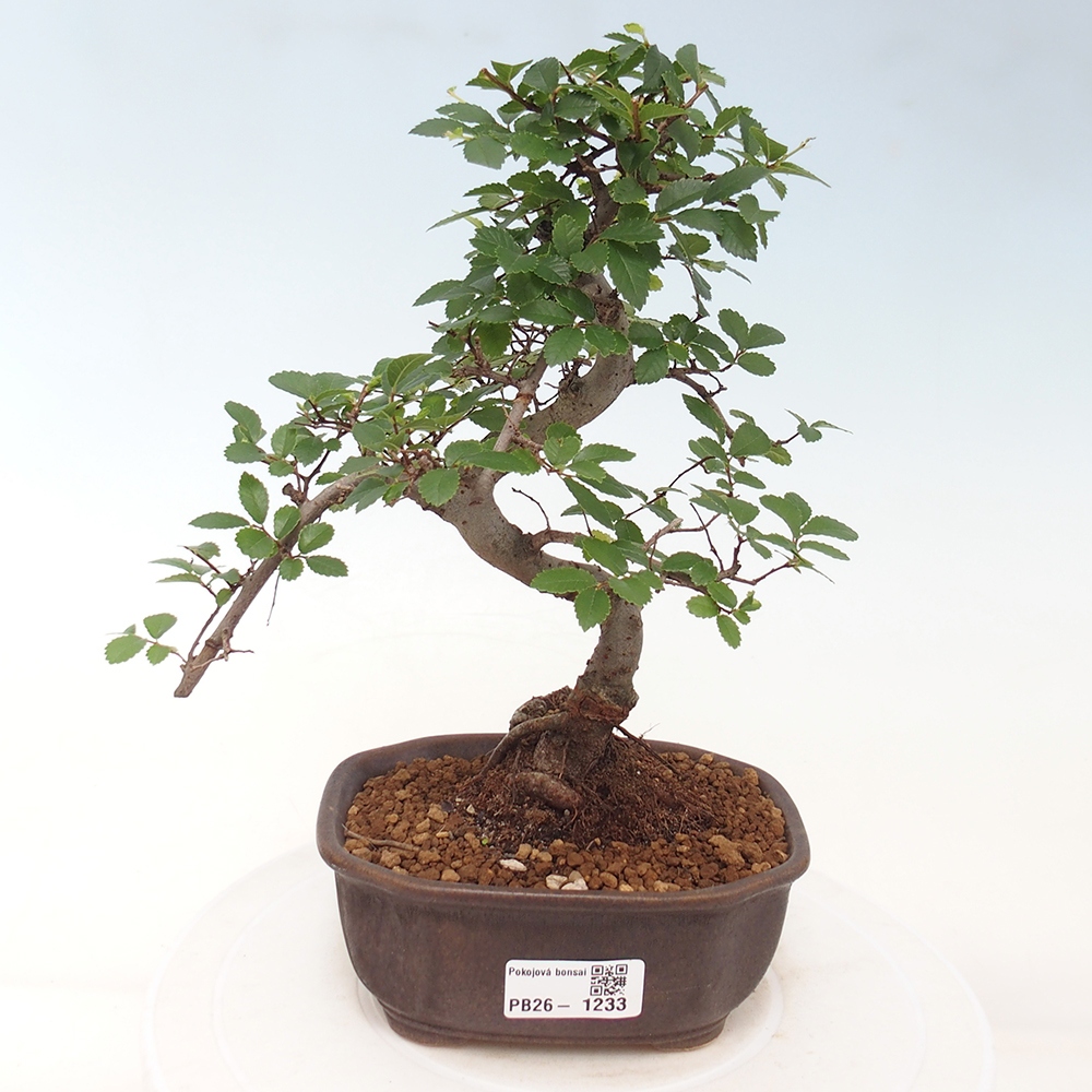 Camera bonsai - Ulmus parvifolia - Olmo a foglie piccole
