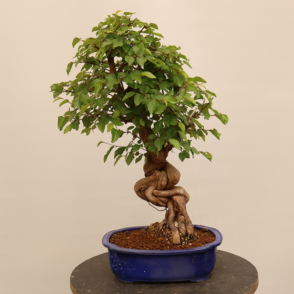 Bonsai da esterno -Carpinus Coreana - Carpino coreano