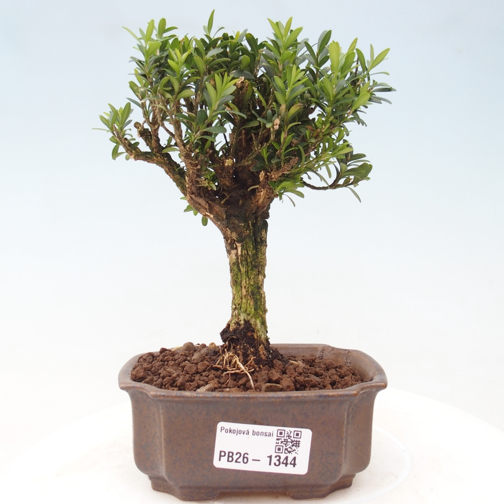 Camera bonsai - Buxus harlandii - buxus da sughero