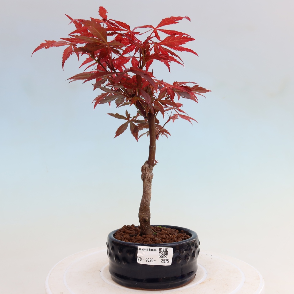 Bonsai da esterno - Palma Acer. Atropurpureum-Javor palmate