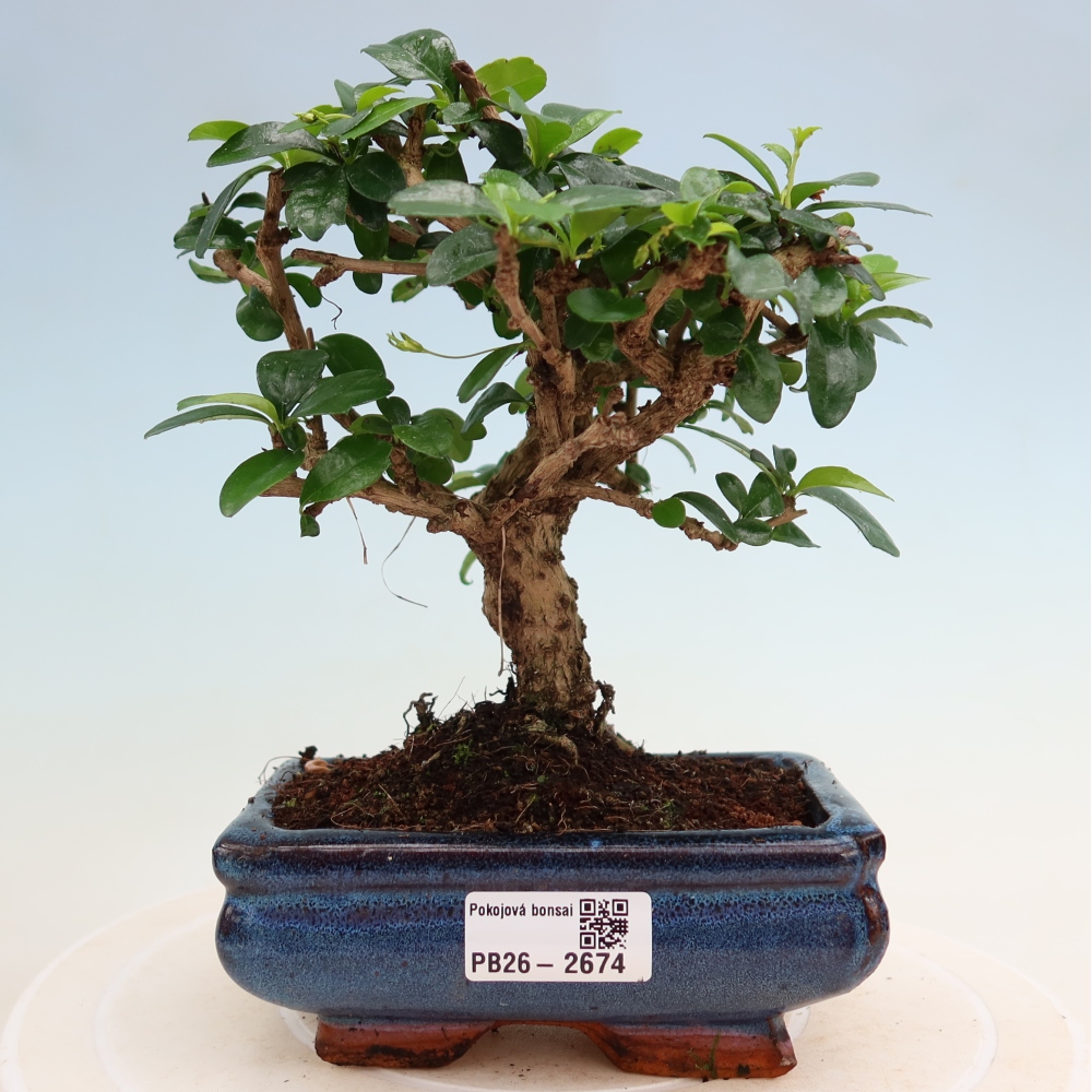 Camera bonsai - Carmona macrophylla - Tea fuki