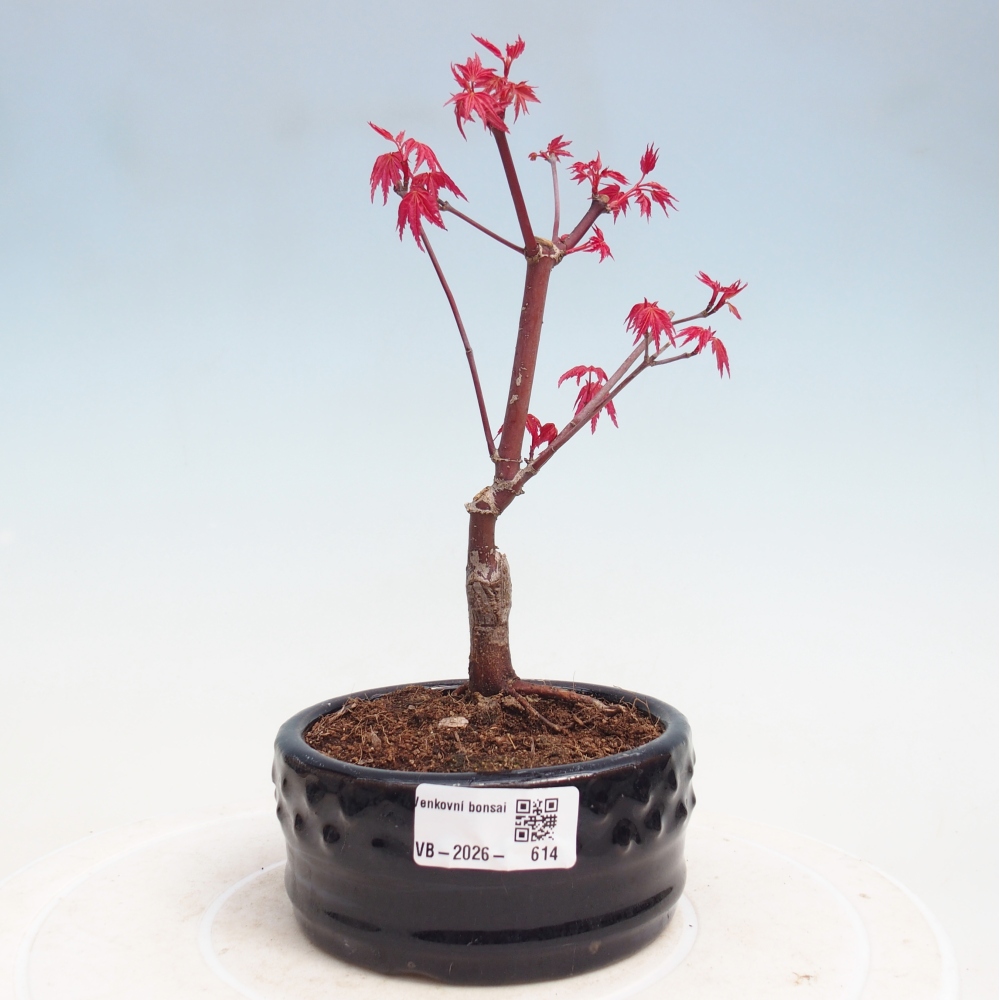 Bonsai da esterno - Acer palmatum DESHOJO