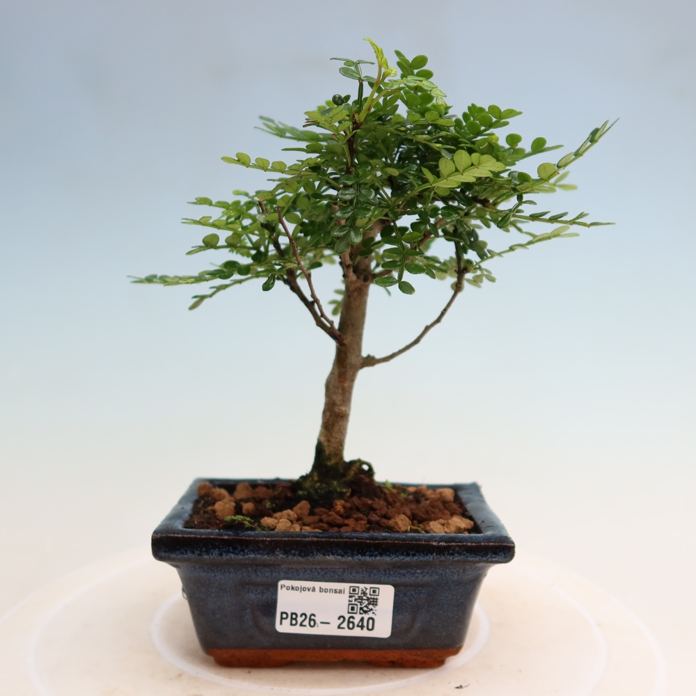 Camera bonsai - Zantoxylum piperitum - albero del pepe