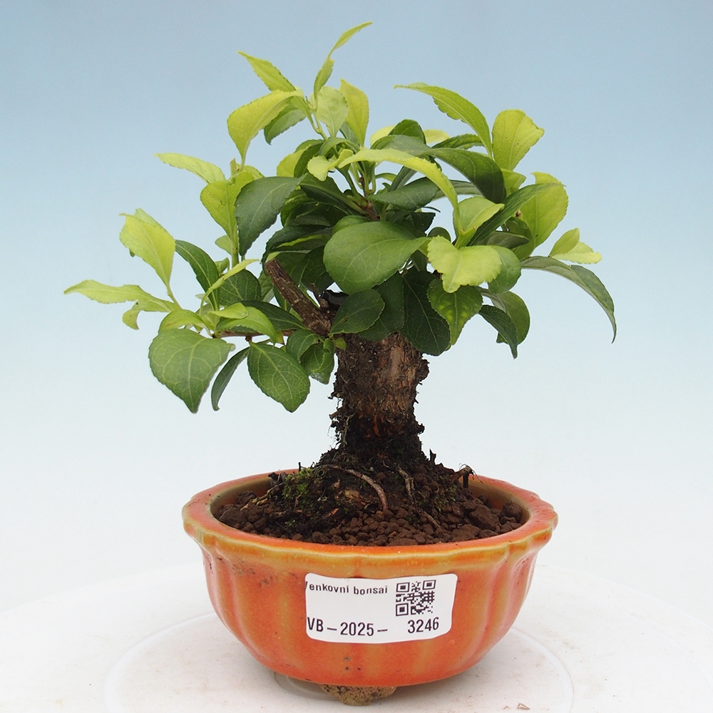 Bonsai da esterno - Celastrus orbiculatus