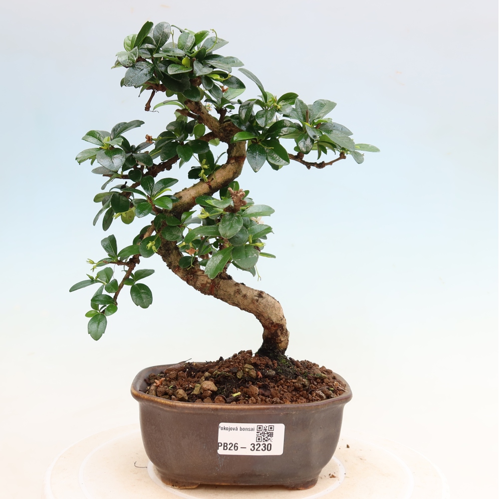 Camera bonsai - Carmona macrophylla - Tea fuki