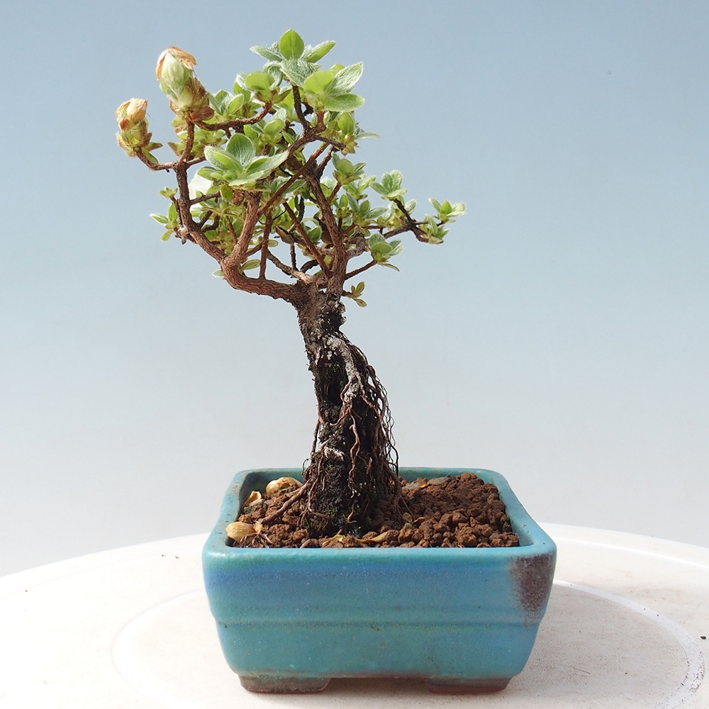 Bonsai da esterno - Rhododendron indicum - Azalea giapponese