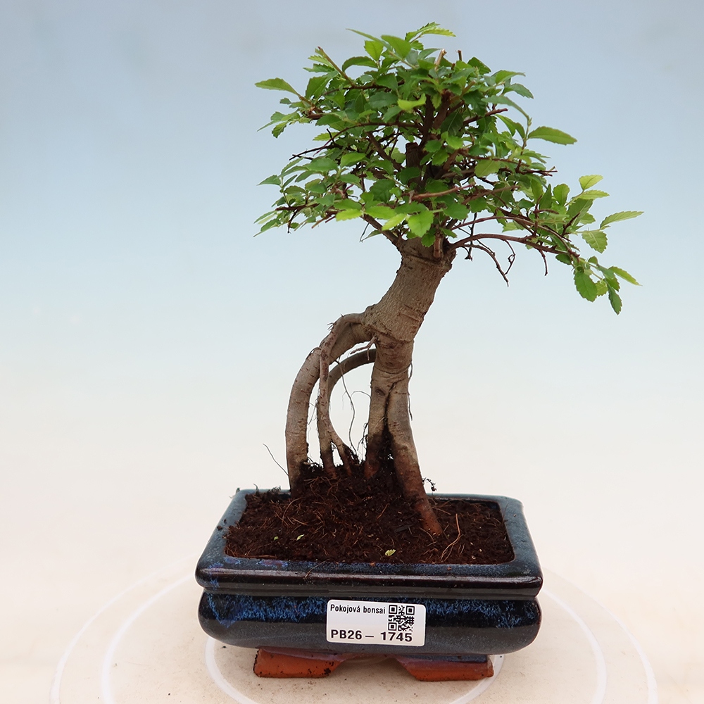 Camera bonsai - Ulmus parvifolia - Olmo a foglie piccole