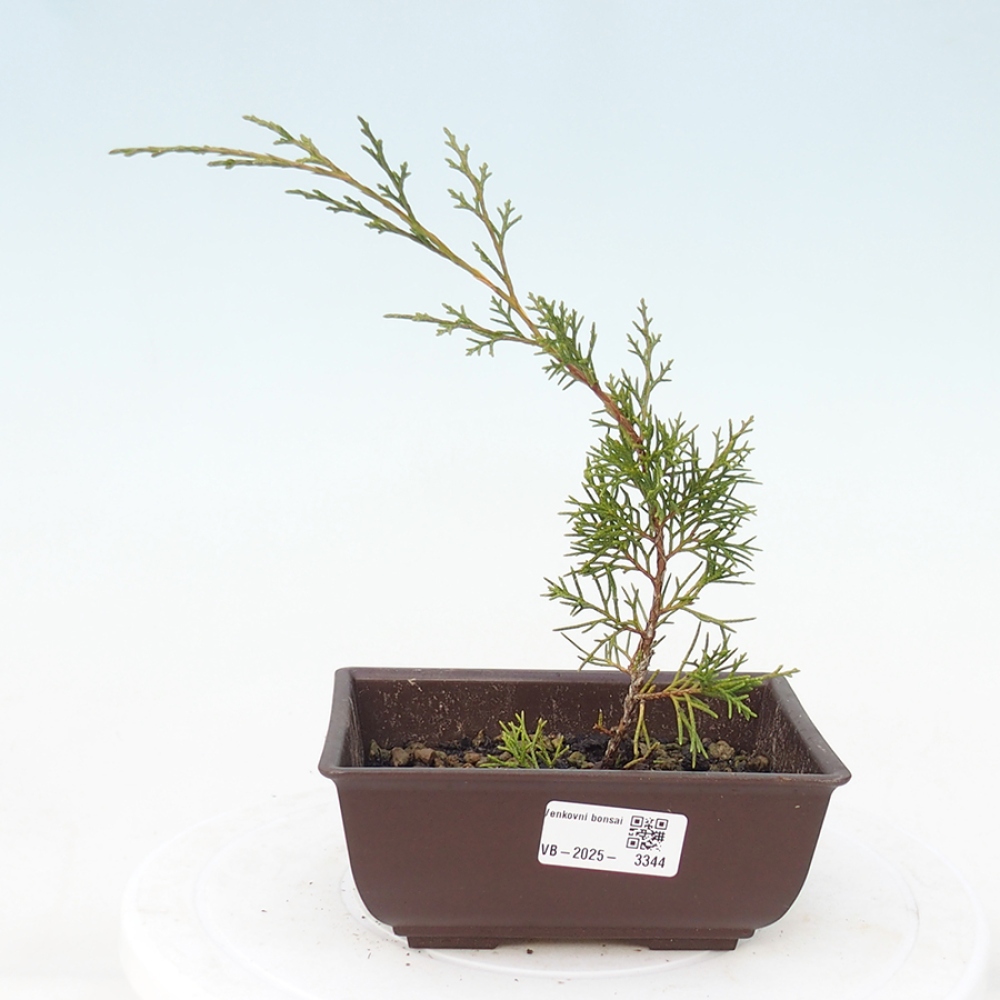 Bonsai da esterno - Juniperus chinensis Itoigawa