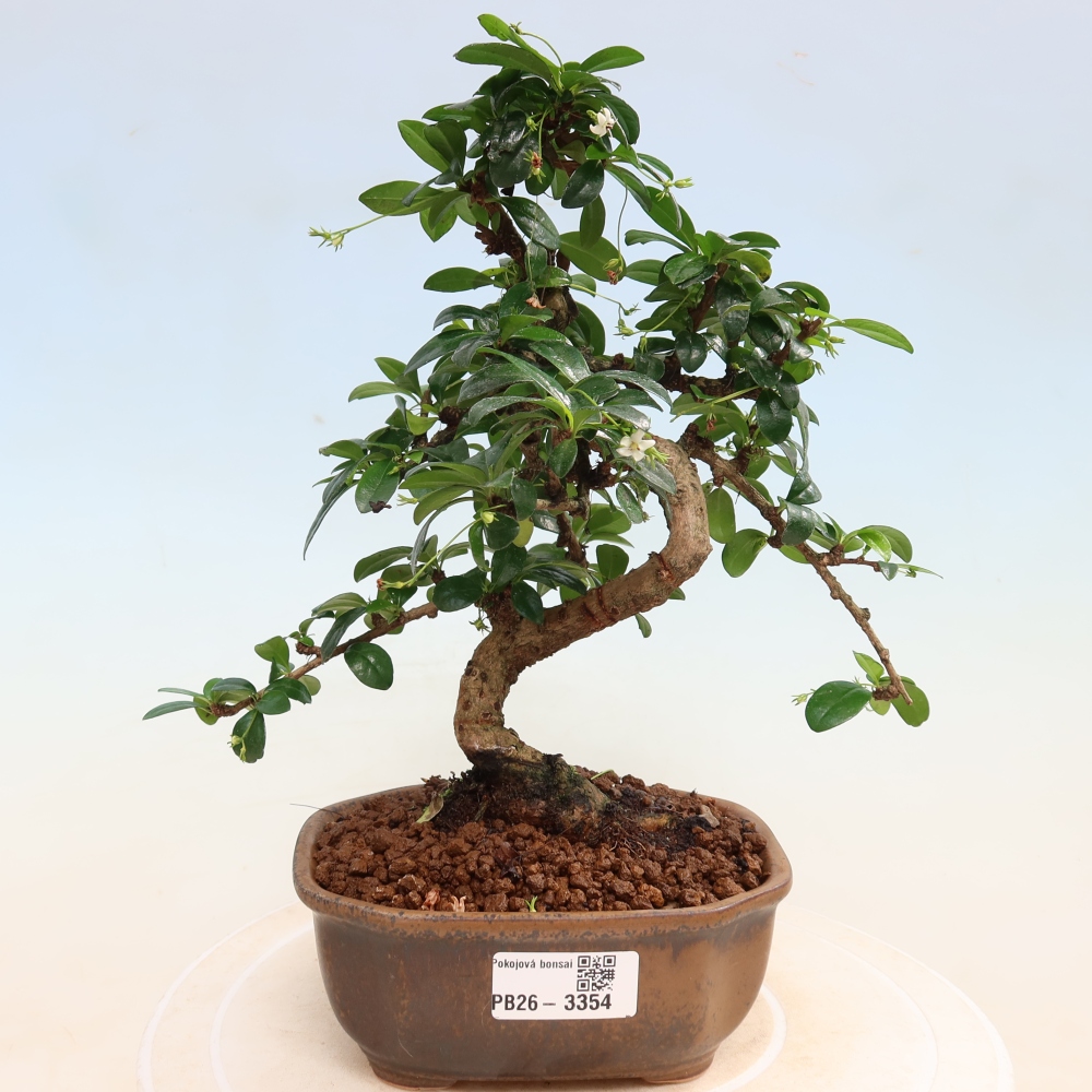 Camera bonsai - Carmona macrophylla - Tea fuki