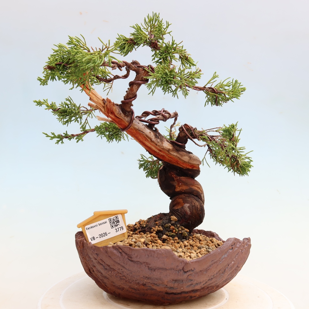 Bonsai da esterno - Juniperus chinensis Itoigawa-Juniperus chinensis