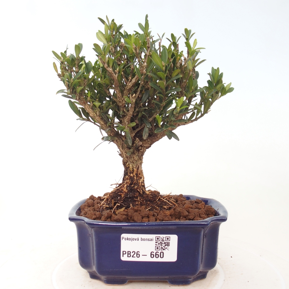 Camera bonsai - Buxus harlandii - buxus da sughero