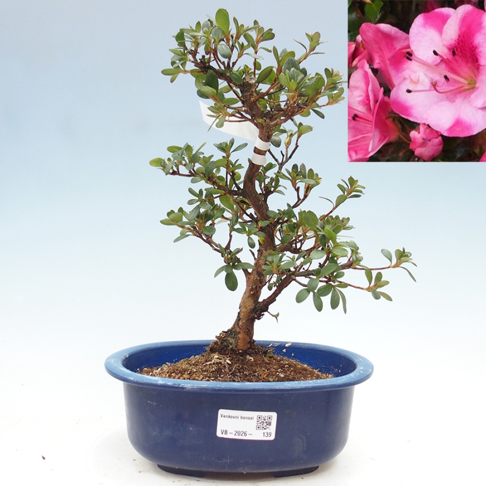 Bonsai da esterno - Azalea giapponese - Azalea Kobai