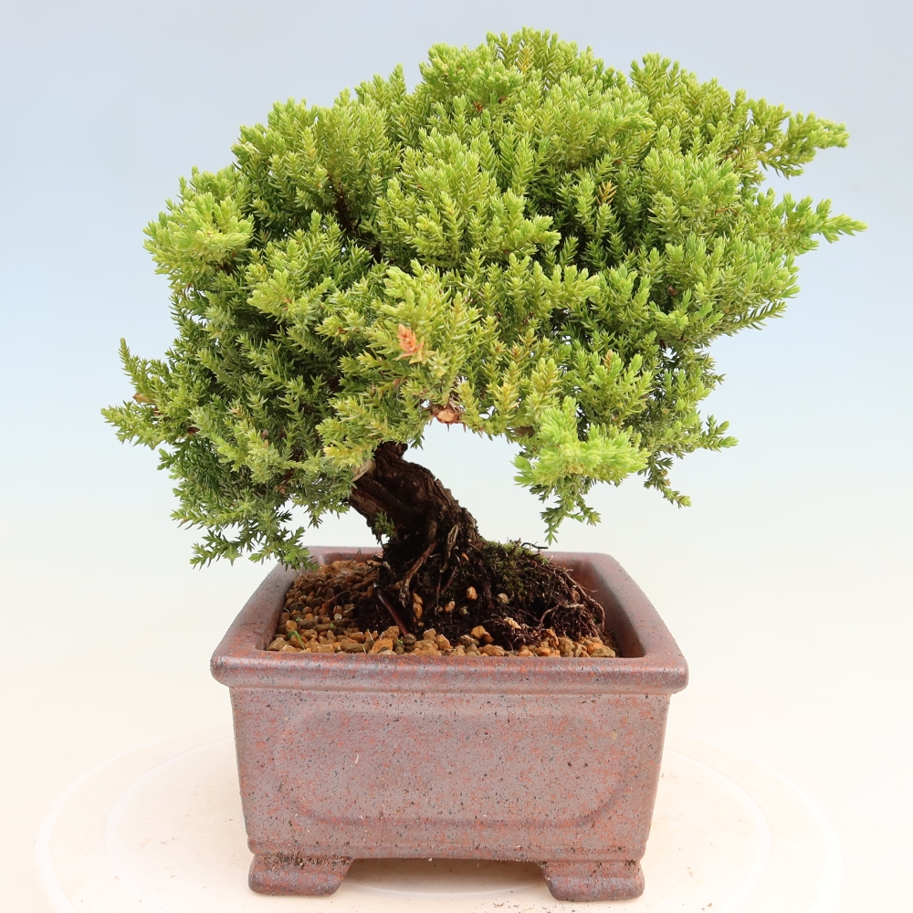 Bonsai da esterno - Juniperus procumbens - Juniperus procumbens
