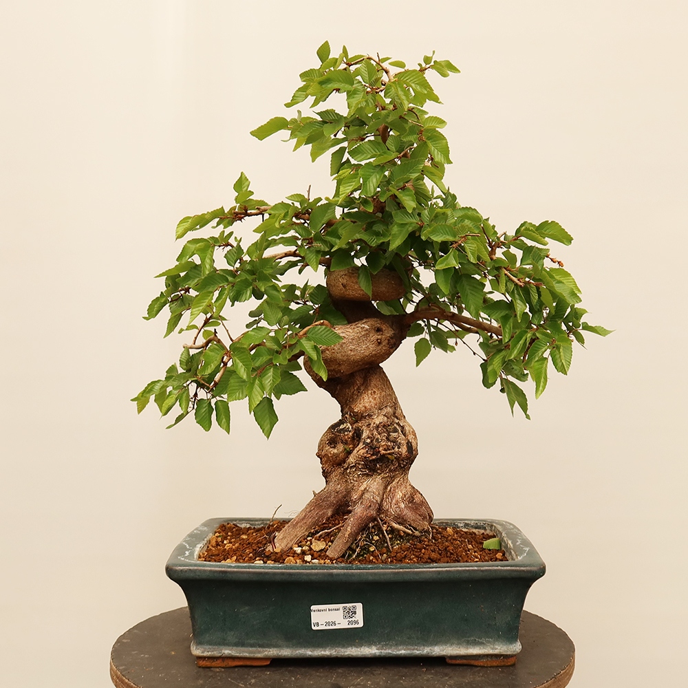 Bonsai da esterno -Carpinus Coreana - Carpino coreano