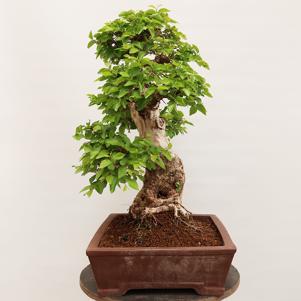 Bonsai da esterno -Carpinus Coreana - Carpino coreano