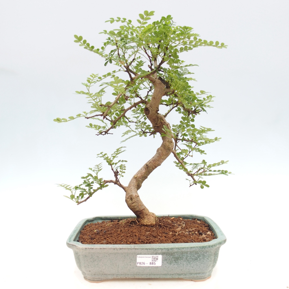 Camera bonsai - Zantoxylum piperitum - albero del pepe