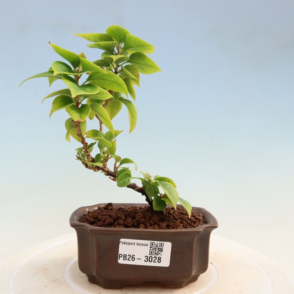 Camera bonsai - Bouganwilea