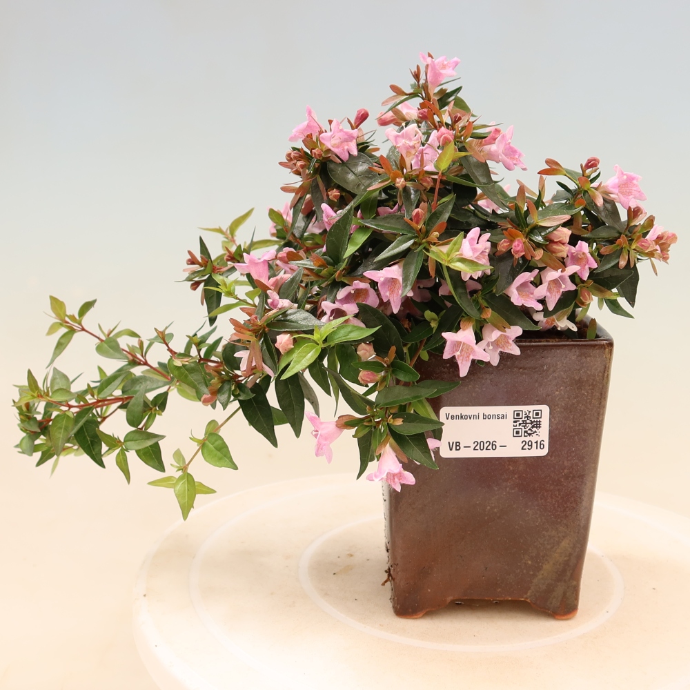 Bonsai da esterno - Abelia Edward Goucher - Abelia a fiore grande